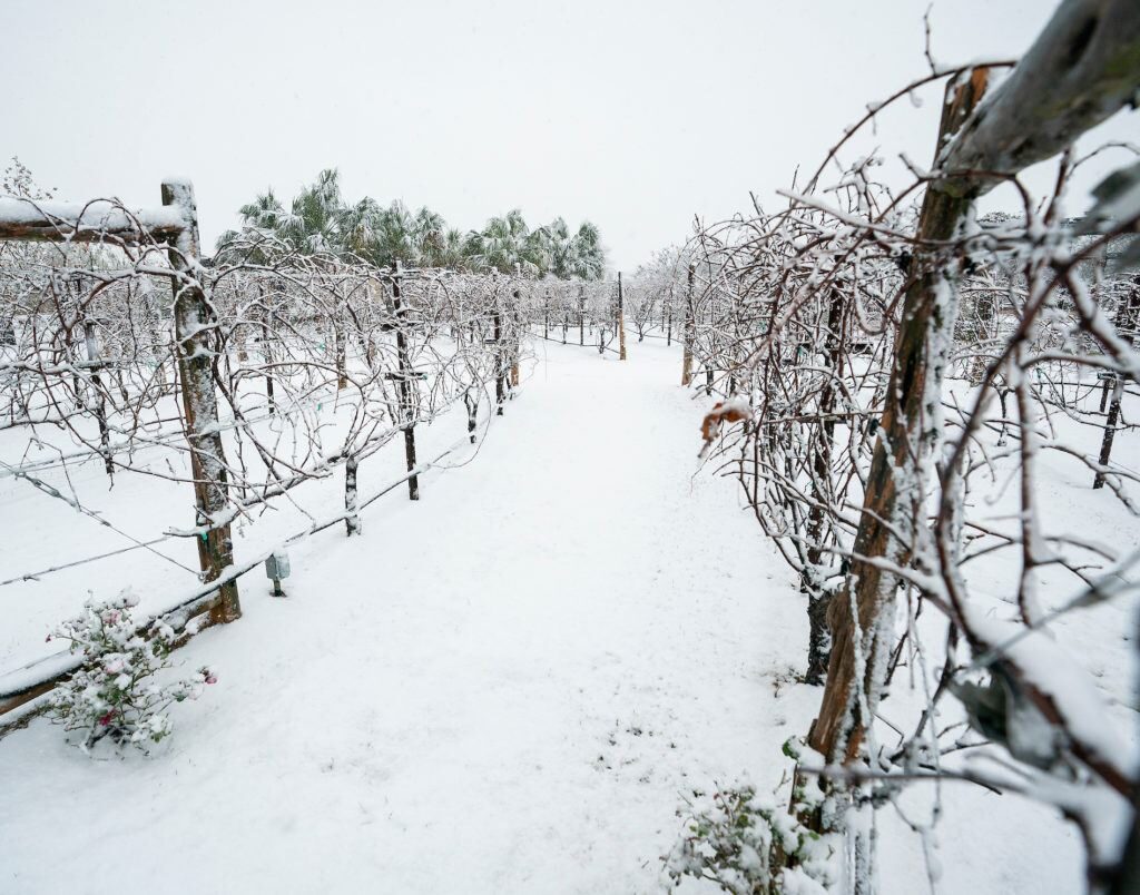 Snow-covered Texas grapevines