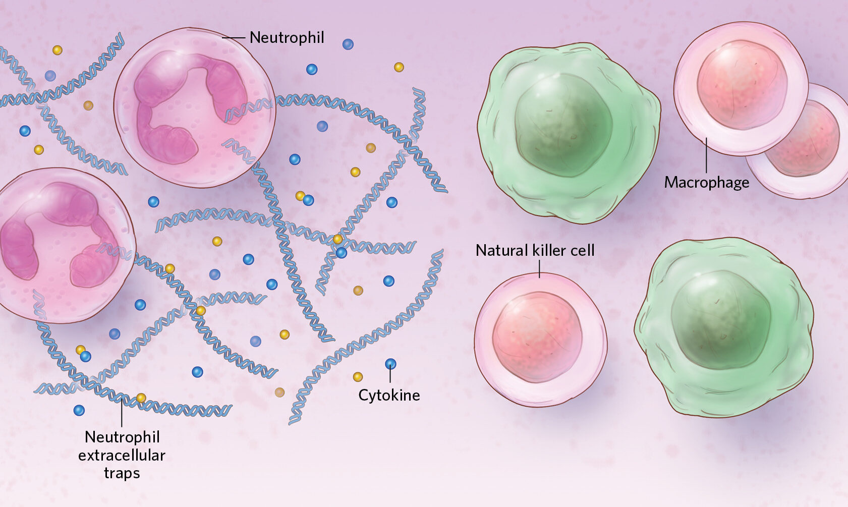 virus immune