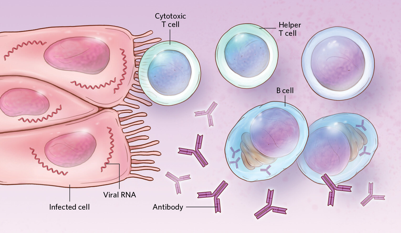 virus immune