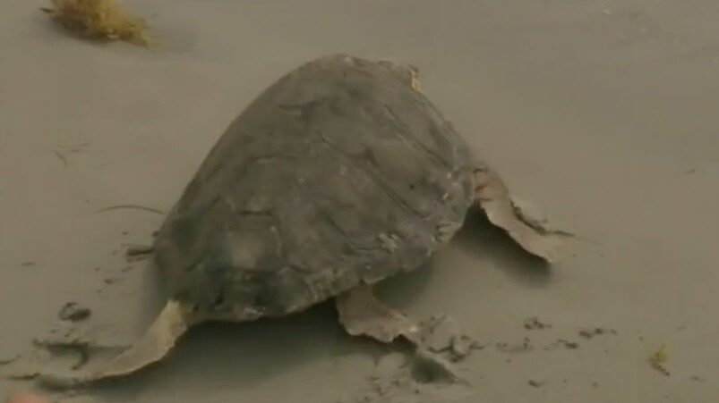 turtle