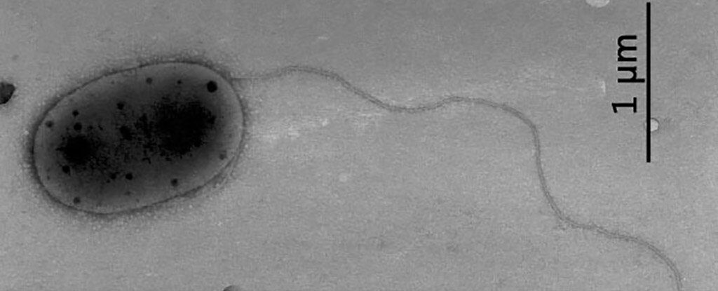 Click to enlarge bacteria