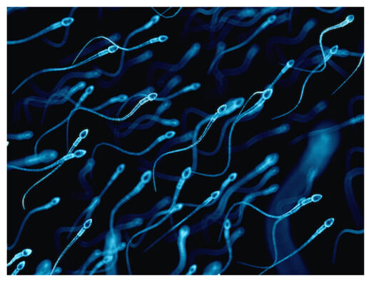 Click to enlarge Sperm Remember