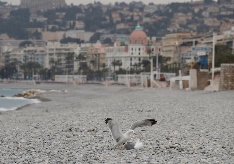 Seagulls