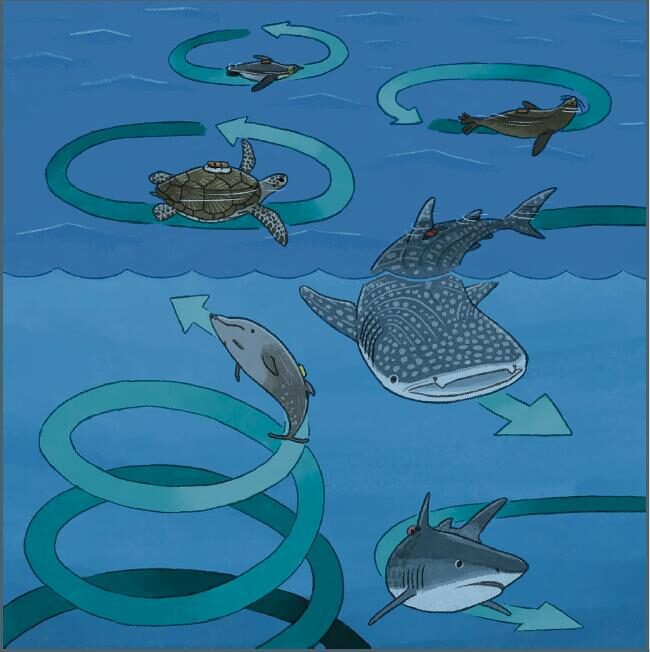 Circling Behaviour