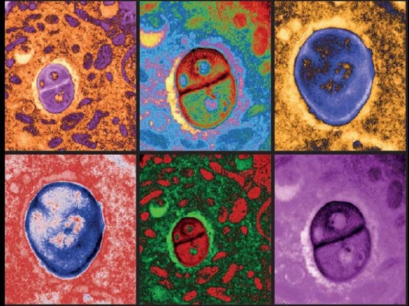 bacteria