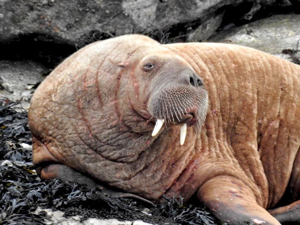 Click to enlarge Walrus
