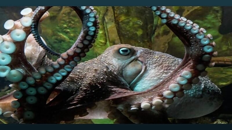 Click to enlarge octopus
