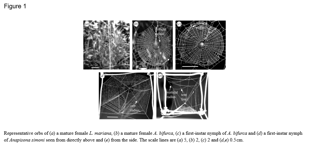 Click to enlarge spider webs compared age