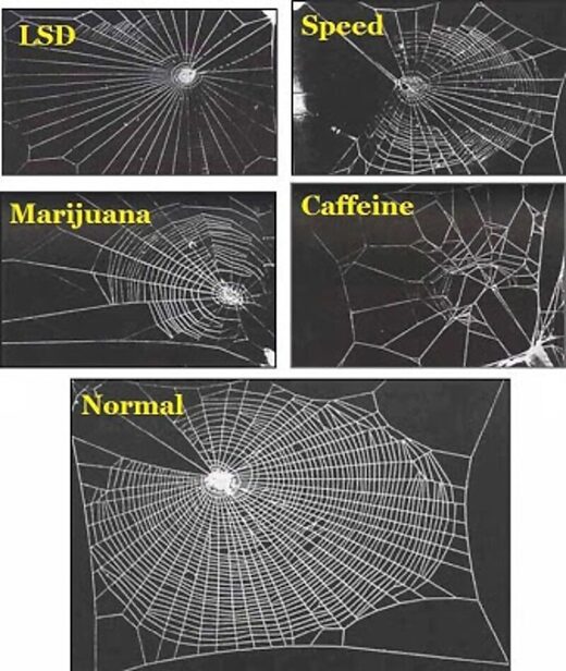 Click to enlarge spider web drugs