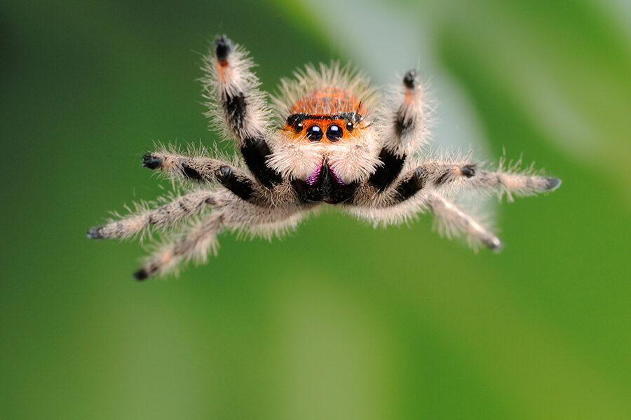 Click to enlarge jumping spider