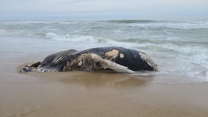 Click to enlarge The remains of the whale washed up Thursday