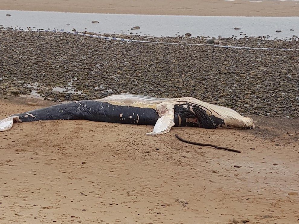 The whale on Blyth beach.