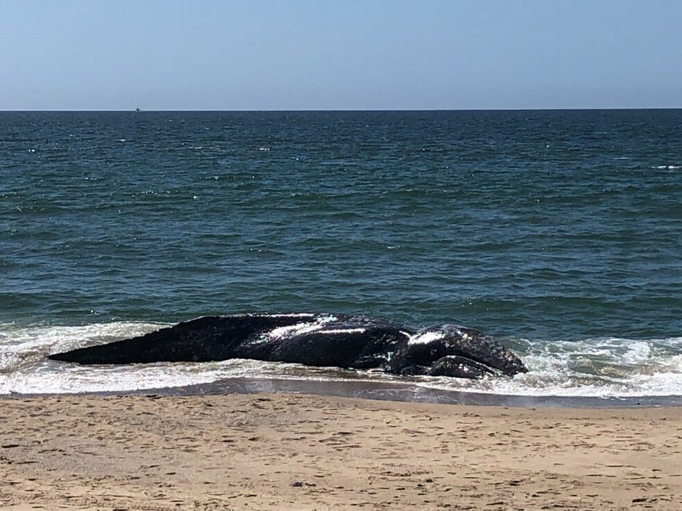 dead whale