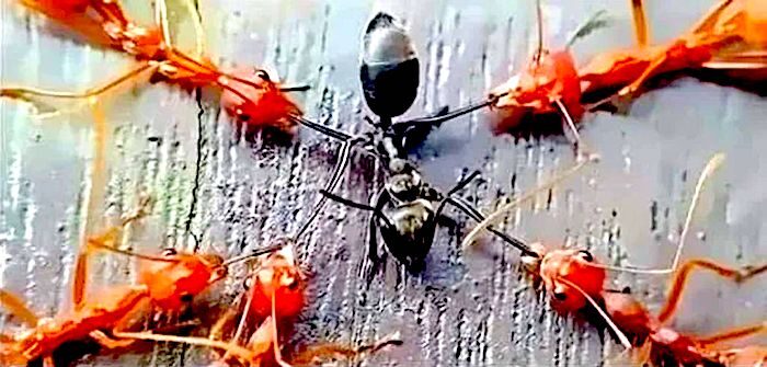 red ants black ant