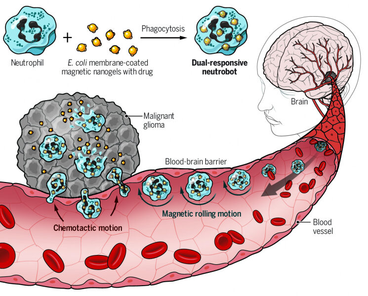 Neutrobots in Brain