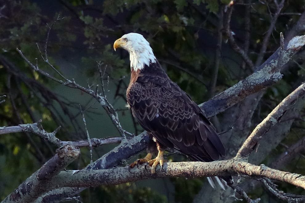 Click to enlarge American bald eagle