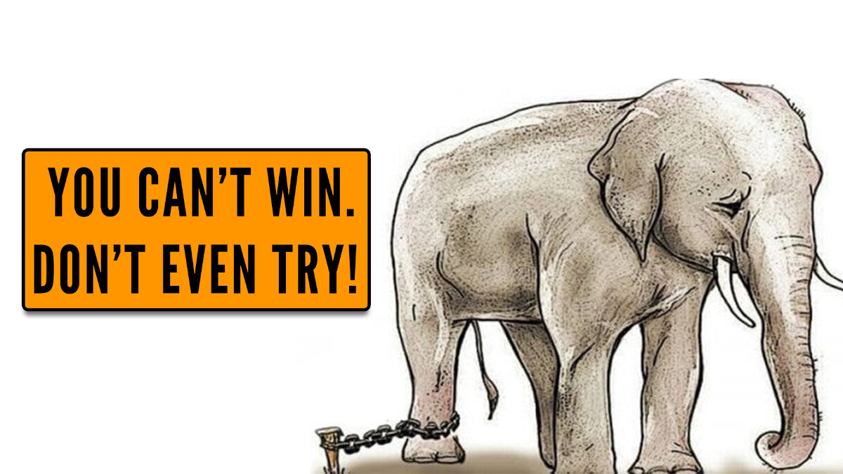Chained Elephant