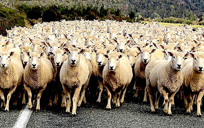 Herd of sheep