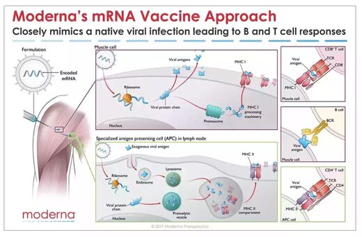 moderna mRNA vaccine