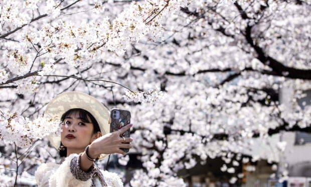 Click to enlarge Cherry blossom in Japan reached peak bloom earlier than ever this year