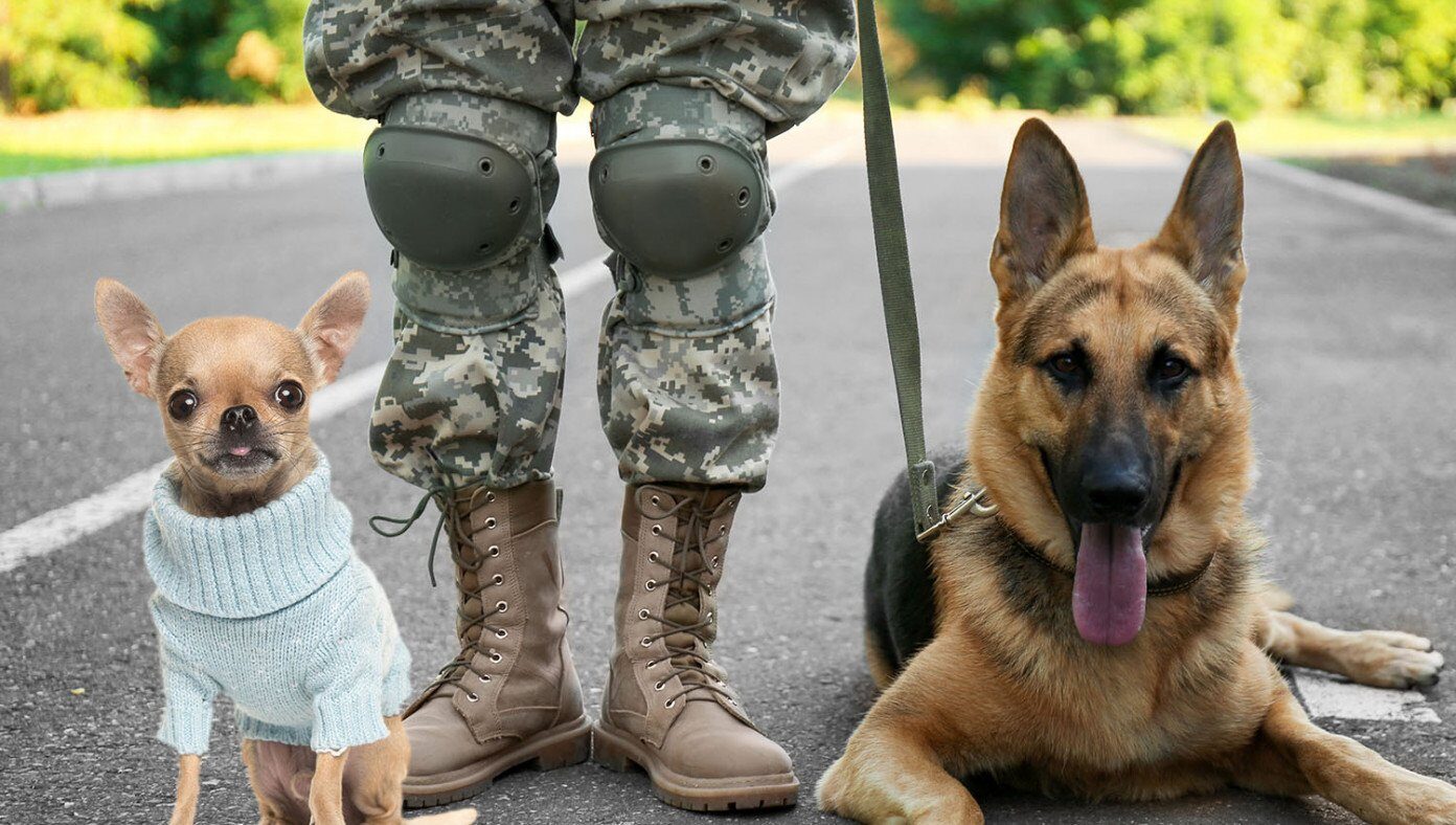 military chihuahua