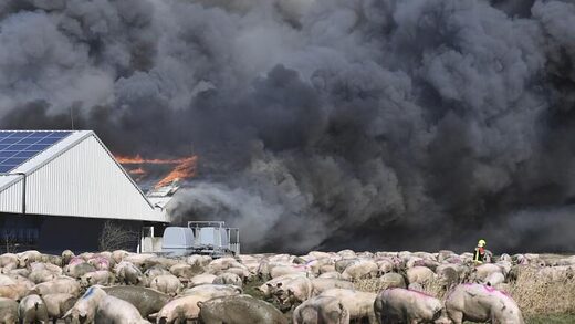 pig farm fire
