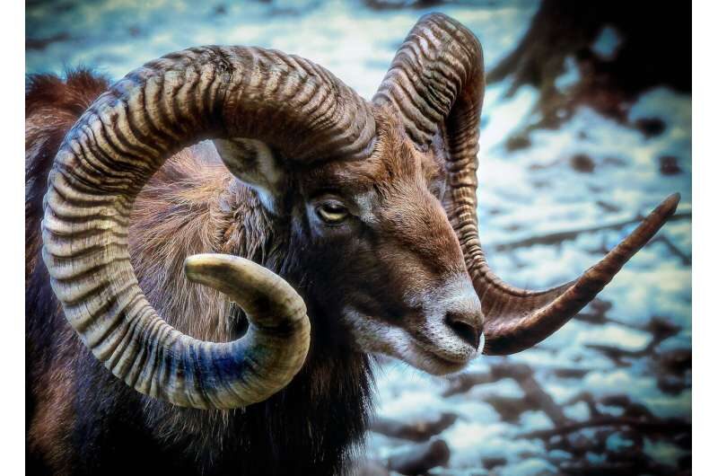 Click to enlarge ram horn
