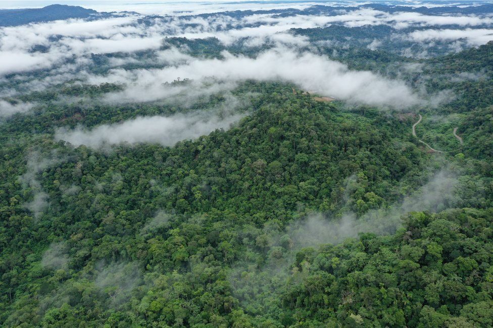 Click to enlarge rainforest