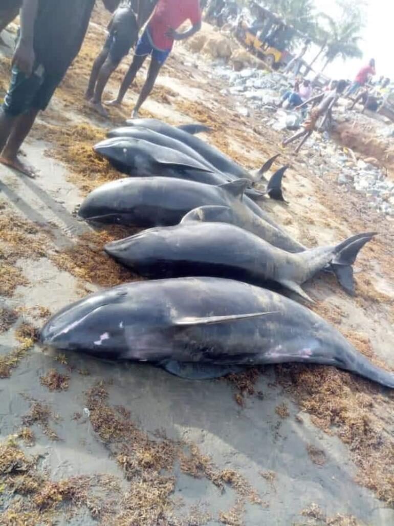WHALE