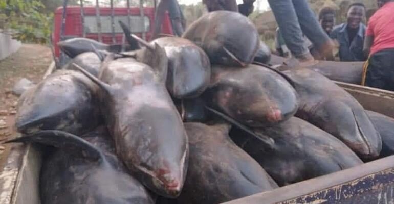WHALES