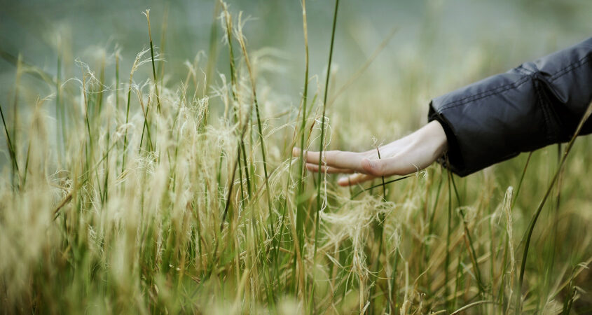 hand in field