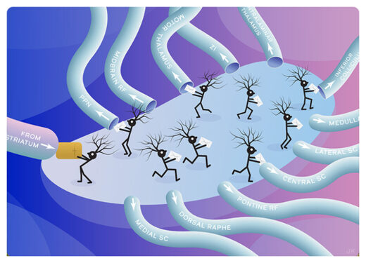 Click to enlarge Basal ganglia art
