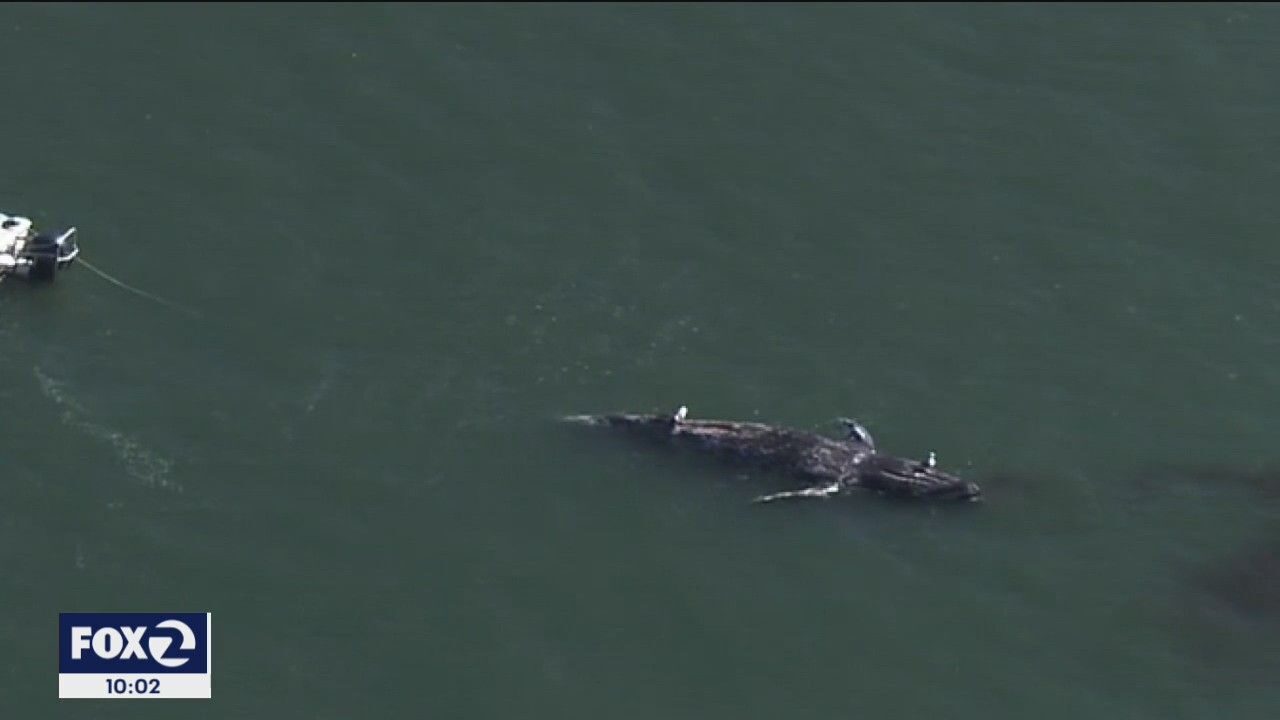 dead whale