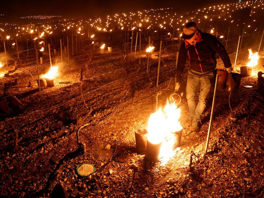Click to enlarge Winemakers have been using fire to try