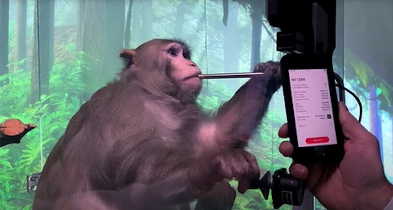 Neuralink monkey