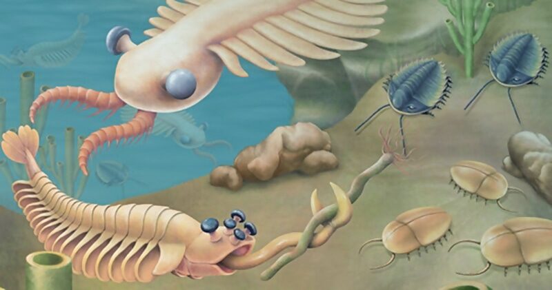 cambrian explosion