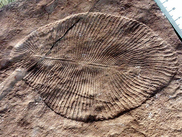 Click to enlarge Dickinsonia