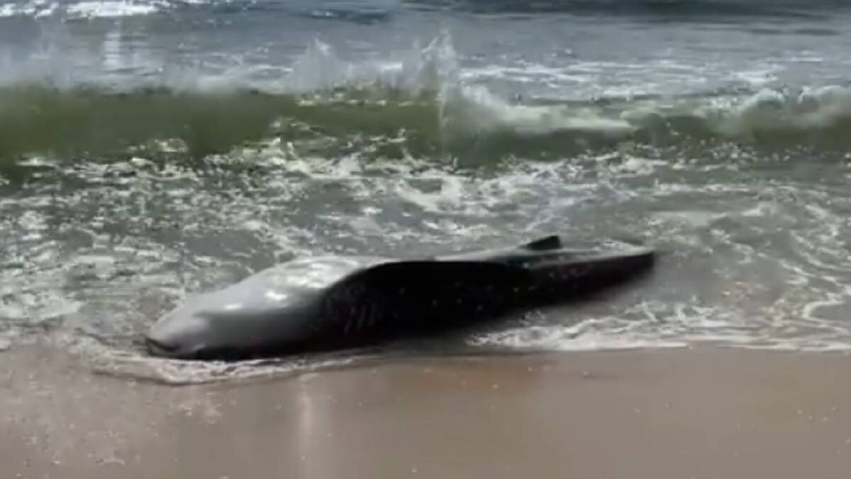Click to enlarge The carcass of a whale shark found washed up on Terrace Beach by regular holiday visitors.