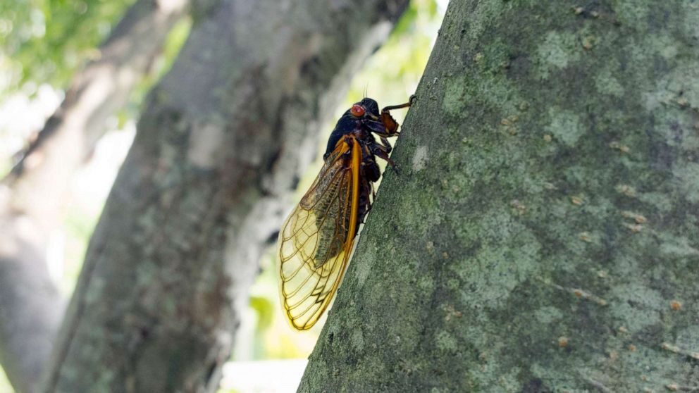Click to enlarge cicada
