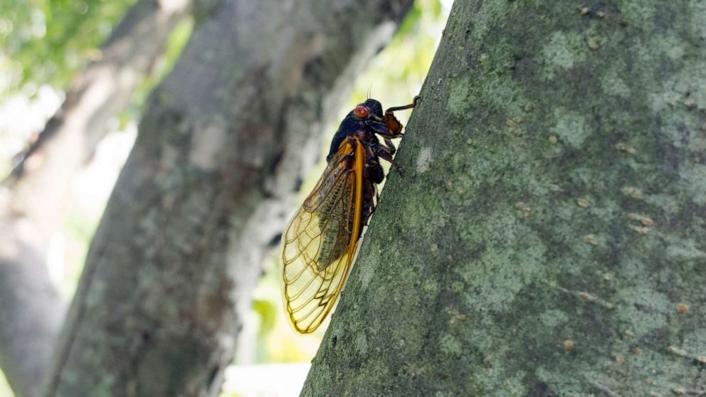 cicada