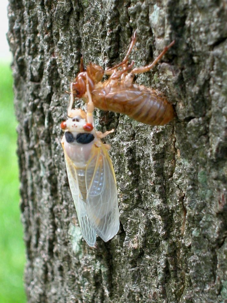Click to enlarge cicada