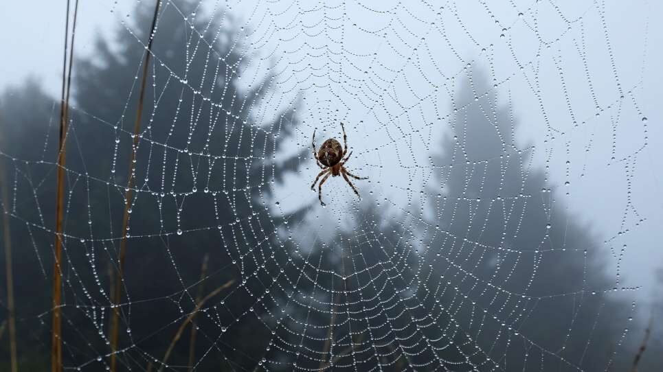 Spider Web