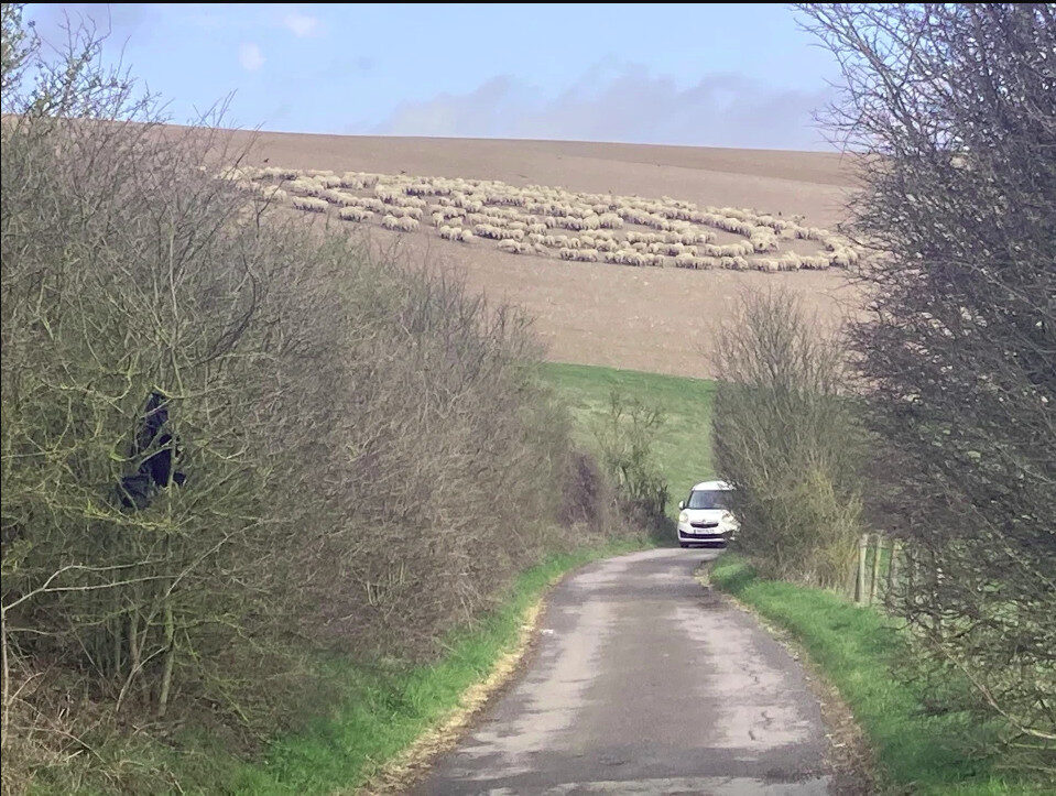 Click to enlarge Sheep Circle2