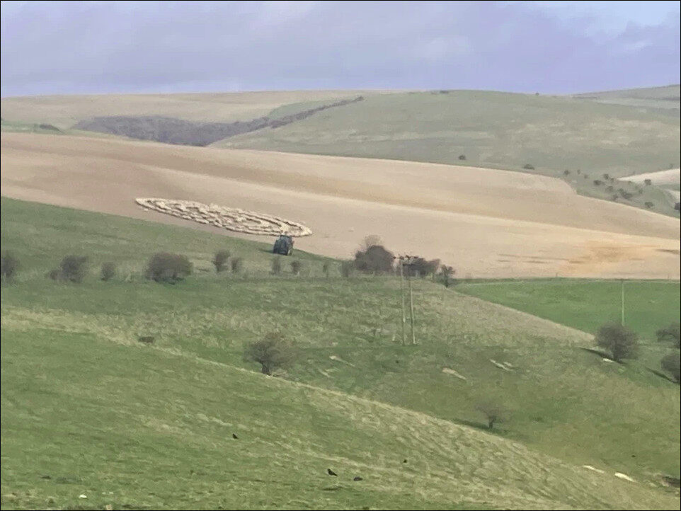 Click to enlarge Sheep Circle3