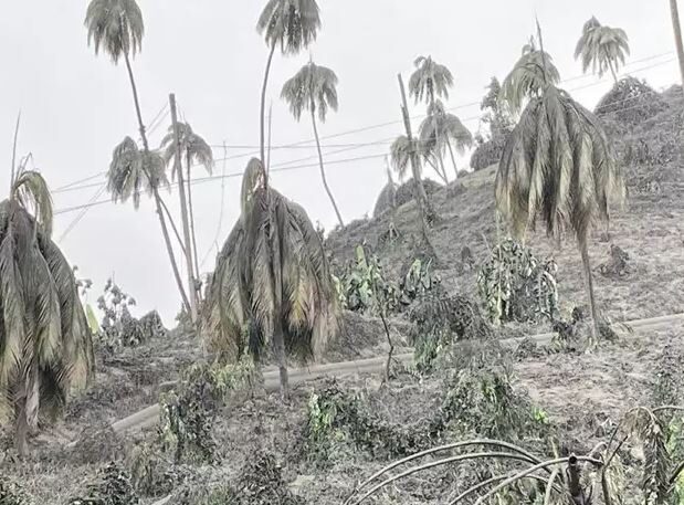 Click to enlarge Coconut trees covered in ash.