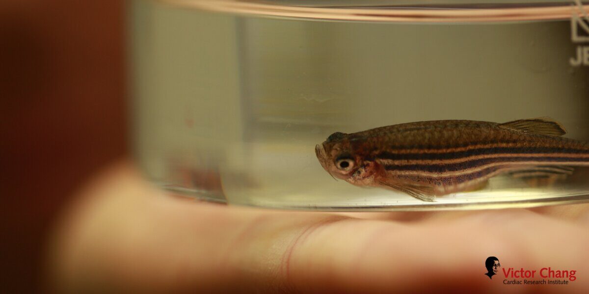 A zebrafish.