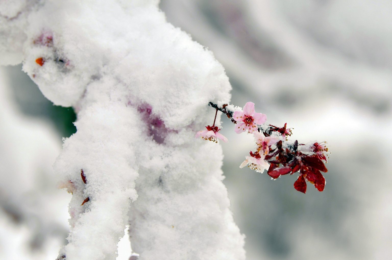 Snowy fruit tree in Tés