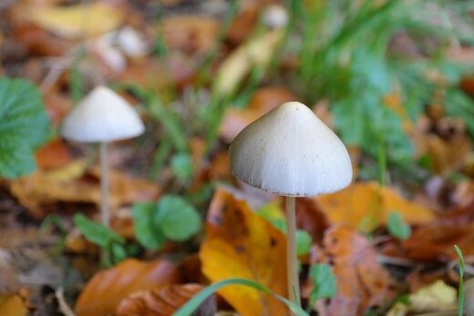 psilocybin mushrooms