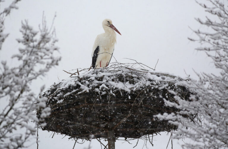snow