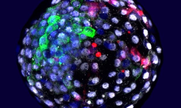 Click to enlarge monkey embryo